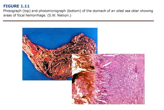 Photograph and Photomicrograph of the stomach of an oiled sea otter