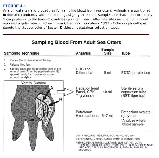 Sampling blood from adult sea otters