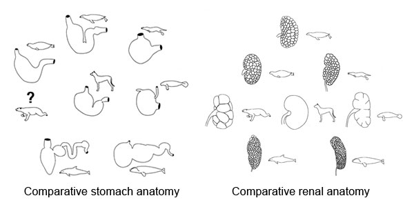 Natural History Comparative Anatomy