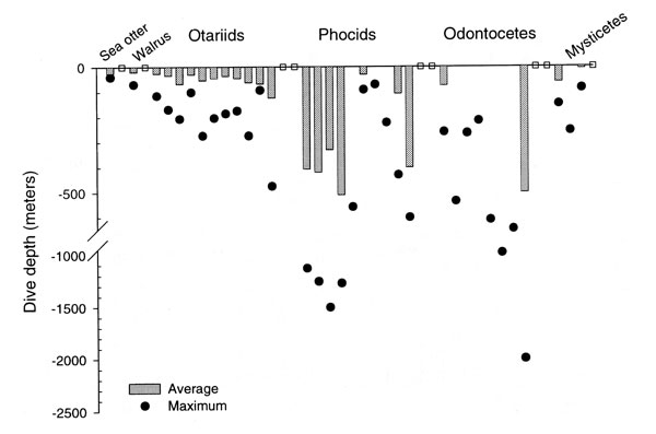 Average and maximum dive depths
for marine mammals