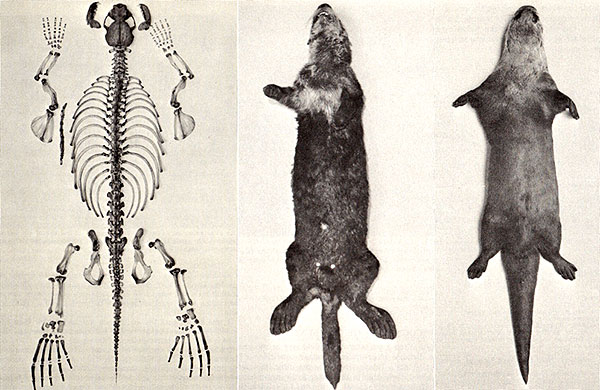 NatHist GrossAnatomy