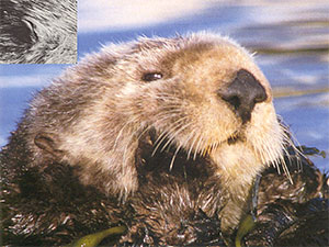 NatHist Head Morphology