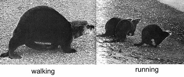 Natural history locomotion land