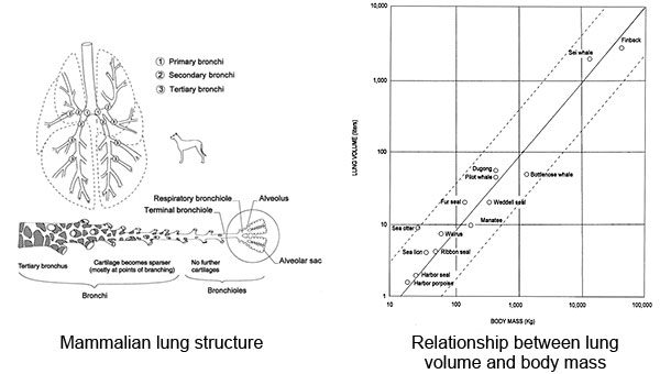 Natural History Lungs