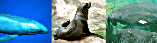 NatHist_MarineMammals