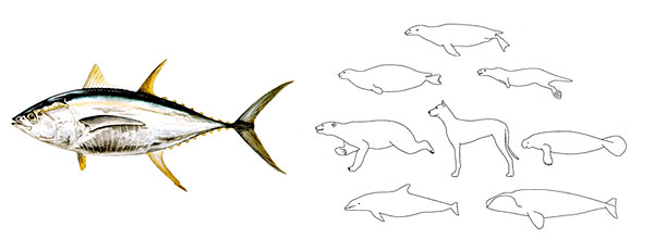 Natural history hydrodynamic