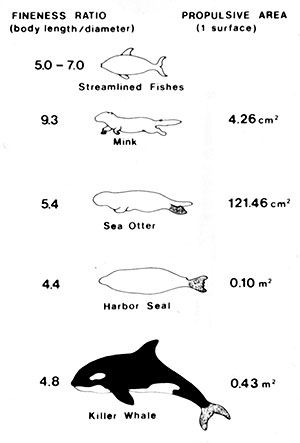 Natural history hydrodynamic
