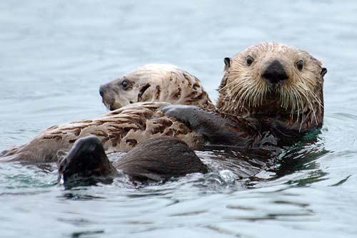 Sea Otter mom and pup resting at the surface.