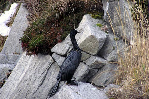 wreck-of-the-selendang-ayu (13)