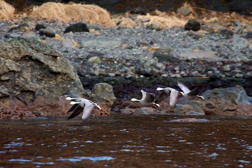 wreck-of-the-selendang-ayu (16)