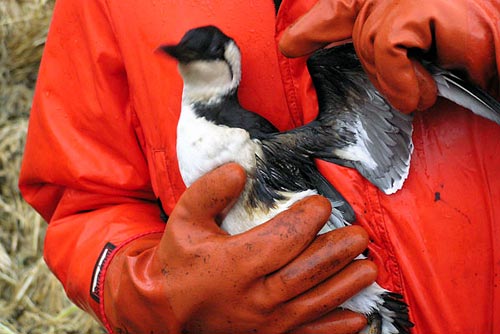 wreck-of-the-selendang-ayu (18)