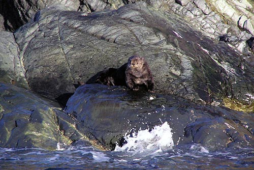 wreck-of-the-selendang-ayu (21)